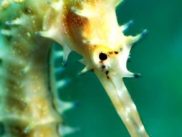 Egypte_Dahab_onderwater-fotos-13